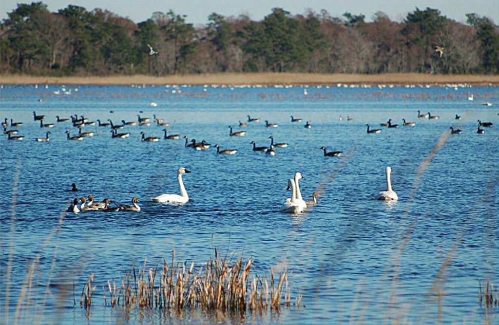 Haleji Lake