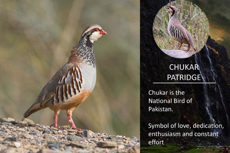 chukar partridge